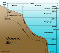 Oceans pelagic zone diagram 