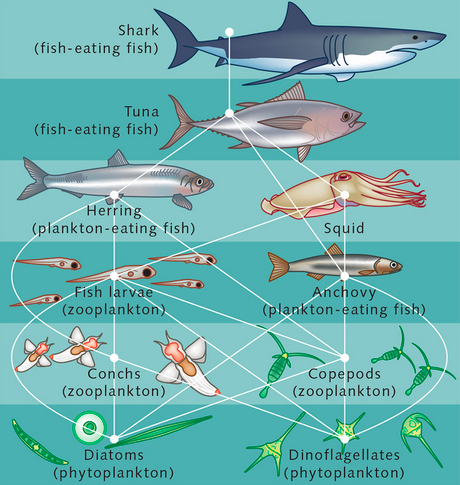 abyssal zone food web